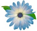 Watercolor blue osteospermum flower isolated on white background. Close-up. For design. Nature.