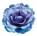Watercolor blue peony  flower  on white isolated background with clipping path. Closeup. For design. Nature Royalty Free Stock Photo