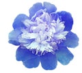 Watercolor blue peony flower on white isolated background with clipping path. Closeup. For design. Royalty Free Stock Photo