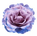 Watercolor blue-pink peony  flower  on white isolated background with clipping path. Closeup. For design. Nature Royalty Free Stock Photo