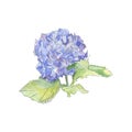 watercolor blue purle hydrangea floral botanical flower. Wild spring leaf wildflower isolated.