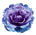 Watercolor blue-purple peony  flower  on white isolated background with clipping path. Closeup. For design. Nature Royalty Free Stock Photo