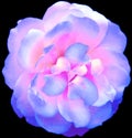 Watercolor blue and purple rose flower on black isolated background. Closeup. For design. Royalty Free Stock Photo