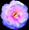 Watercolor blue-purple  rose flower  on black isolated background. Closeup. For design. Royalty Free Stock Photo