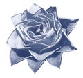 Watercolor blue rose. Flower insulated on a white background with clipping path. Close-up. For design. Royalty Free Stock Photo