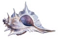 Watercolor blue seashell on a white background