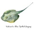 Watercolor Blue Spotted stingray. Hand painted underwater tropical animal illustration isolated on white background. For