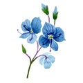 Watercolor blue Veronica flower. Floral botanical flower. Isolated illustration element.