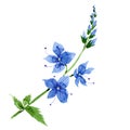 Watercolor blue Veronica flower. Floral botanical flower. Isolated illustration element.