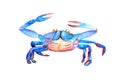 Watercolor blue vibrant alive marine male crab raised claws over his head. Front view of the abdomen, belly. Ocean crawfish is Royalty Free Stock Photo