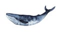 Watercolor Blue whale isolated on white background. Cute cartoon underwater animal illustration. Royalty Free Stock Photo