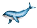 Watercolor blue whale isolated on white background. Hand painting realistic Arctic and Antarctic ocean mammals. For