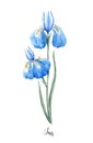 Watercolor blue wild iris flower Royalty Free Stock Photo