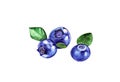 Watercolor bluebarry illustration Royalty Free Stock Photo