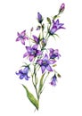 Watercolor Bluebell Botanical Illustration Isolated on White