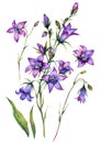 Watercolor Bluebell Botanical Illustration Set