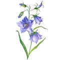 Watercolor bluebell painting