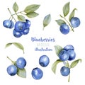 Watercolor blueberries illustration collection