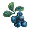 Watercolor blueberry