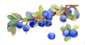 Watercolor blueberry on white background