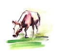 Watercolor blurred sketch of brown and white cow grazing in meadow against white background. Rural illustration of large