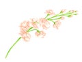 Watercolor blush matthiola flower. Hand drawn cream rose flower heads on green stem isolated on white background Royalty Free Stock Photo