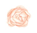 Watercolor blush peony. Hand drawn cream rose flower head isolated on white background. Elegant botanical illustration Royalty Free Stock Photo