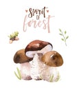 Watercolor bohemian forest mushrooms poster, woodland isolated amanita illustration, fly agaric, boletus, orange-cap