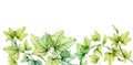 Watercolor border with transparent leaves. Banner with fresh English ivy plant and place for text. Grape tree foliage