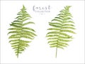 Watercolor botancal image of forest fern