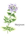 Watercolor botanic illustration with Marjoram on white background.