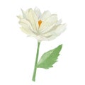 Watercolor botanica white florall illustration. Hand paintedr flowers isolated on white backgroundHand painted tulip floral set.