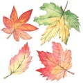 Watercolor botanical autumn leaves. Hand draw floral Design elements.