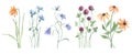 Watercolor botanical collection wild garden flowers. Hand drawn set of centaurea, Clover, Campanulaceae, Iridaceae Royalty Free Stock Photo