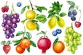 Watercolor botanical fruit apple, grape, orange, lemon. Berries Strawberry, raspberry, blackberry and blueberry. Royalty Free Stock Photo