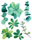 Watercolor botanical green decor set