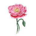 Watercolor botanical illustration of pink poppy.