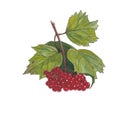 Watercolor botanical illustration of viburnum branch.