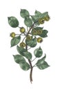 Botanical watercolor illustration of wild pear branch.