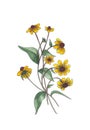 Botanical watercolor illustration of yellow wildflowers.