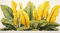 Watercolor botanical illustration of abstract banana tree leaves on white backgrounds Royalty Free Stock Photo