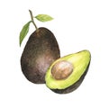 Watercolor botanical illustration of avocado hass and leaves and cutted avocado with pit , isolated