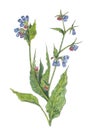 Watercolor botanical illustration of borage.