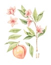 Watercolor botanical illustration. Botany. Peach fruit, pink flowers and leaves. Floral blossom elements. Perfect for wedding Royalty Free Stock Photo
