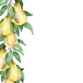 Watercolor painting is a Botanical pear tree pattern with juicy fruits and green leaves on branches isolated on a white background Royalty Free Stock Photo