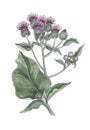 Watercolor botanical illustration of burdock flowers .