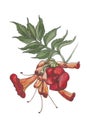 Watercolor botanical illustration of campsis branch .