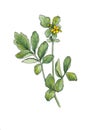 Watercolor botanical illustration of celandine.