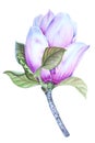 Watercolor Botanical illustration of a delicate Magnolia flower.