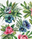 Watercolor botanical illustration of eucalyptus, tulip, peony, anemone flowers and leaves. Natural objects isolated on white